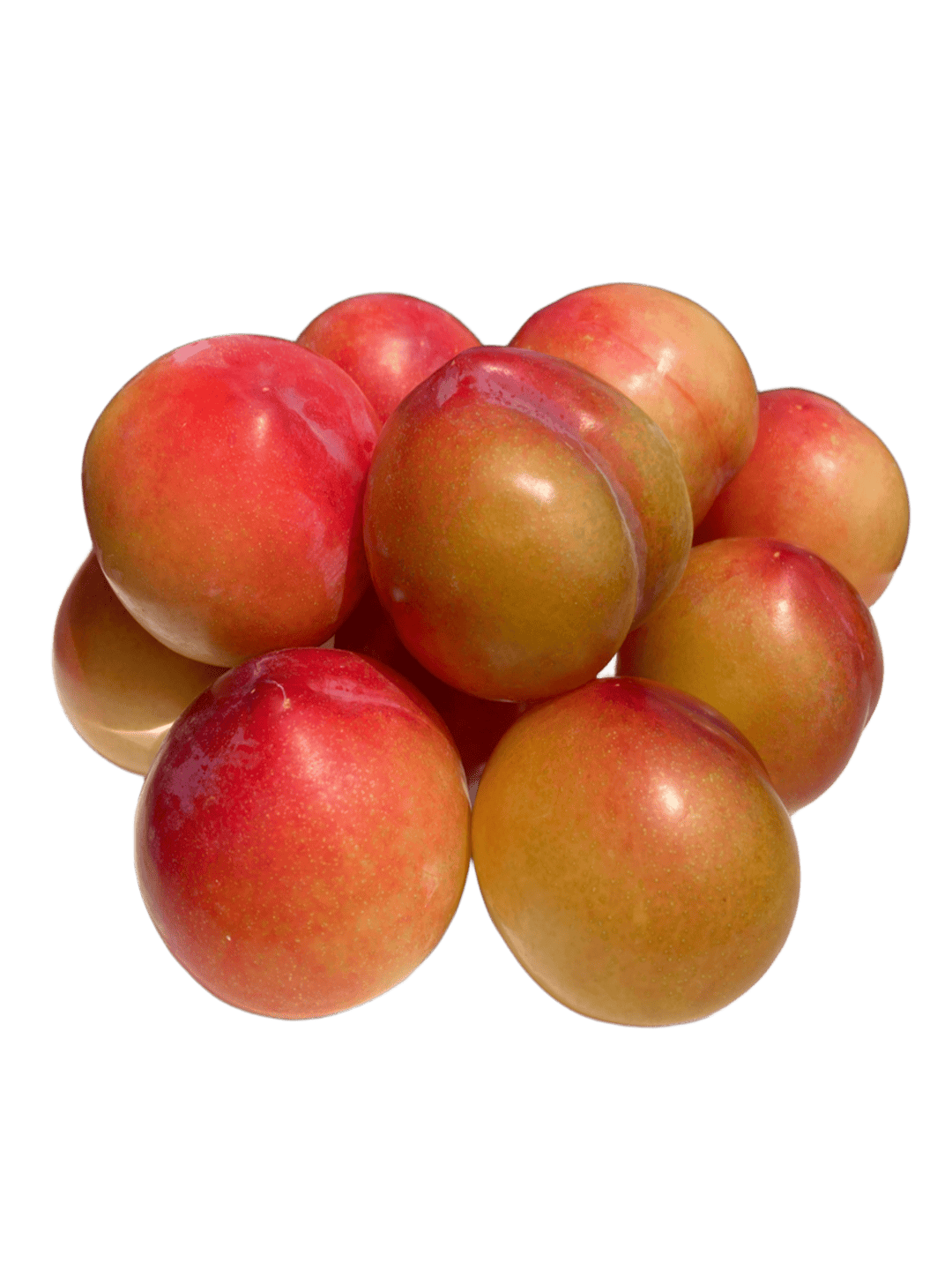 山梨 すもも 大石早生