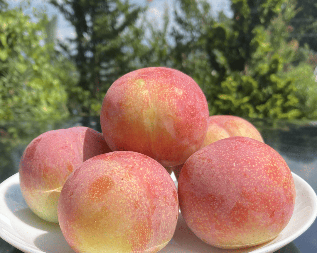 山梨 すもも 農家直送 お取り寄せ