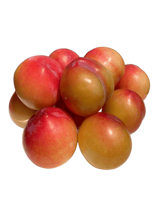 山梨 すもも 大石早生