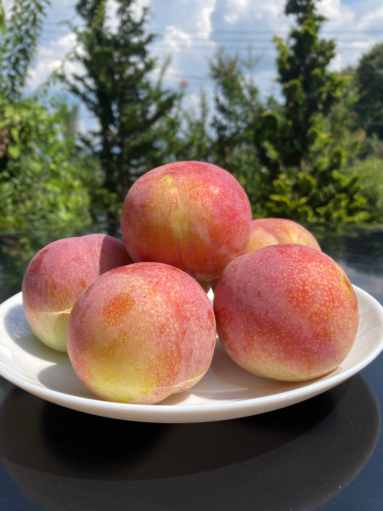 すももさん♡ 大江町・JAさがえ西村山『すもも』トップセールス - 東京青果株式会社